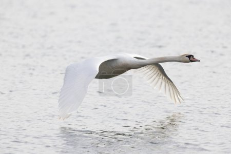 Mute Swan Cygnus olor swimming or taking off from a pond in the early morning