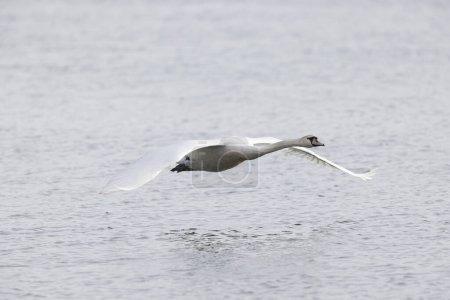 Cisne mudo Cygnus nadar en color o despegar de un estanque por la mañana temprano
