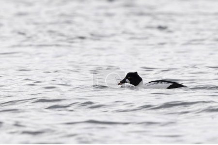Common Goldeneye Bucephala clangula swimming on the Rhine during wintertime