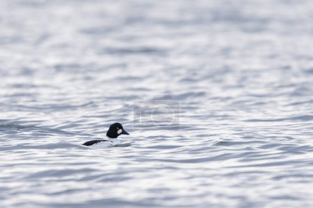 Garrot d'Amérique Bucephala clangula nageant sur le Rhin pendant l'hiver