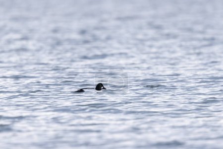 Clangula común de Goldeneye Bucephala nadando en el Rin durante el invierno