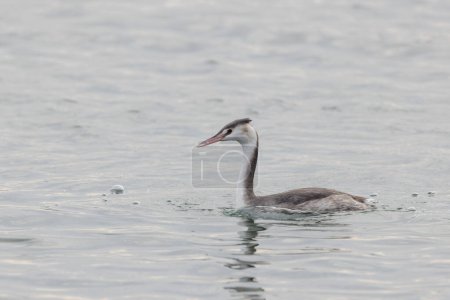 Great crested Grebe Podiceps cristatus on pond