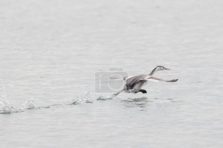 Photo for Great crested Grebe Podiceps cristatus on pond - Royalty Free Image