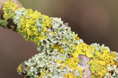 Lichen Xanthoria parietina en rama muerta