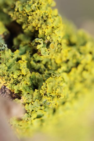 Lichen Xanthoria parietina on dead branch
