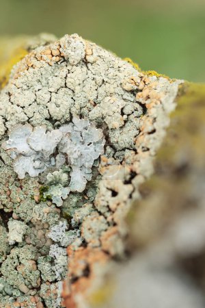 Lichen Xanthoria parietina on dead branch