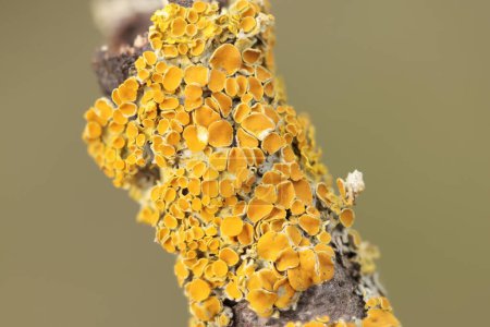 Lichen Xanthoria parietina auf totem Ast