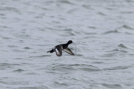 Tufted Duck Aythya fuligula schwimmt auf oder fliegt über den Rhein, Elsass, Ostfrankreich