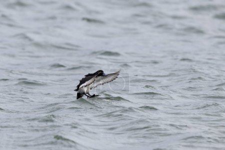 Tufted Duck Aythya fuligula schwimmt auf oder fliegt über den Rhein, Elsass, Ostfrankreich