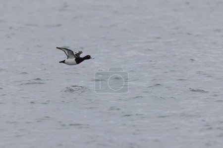 Tufted Duck Aythya fuligula swimming on or flying over the Rhine, Alsace, Eastern France