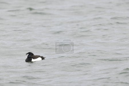 Tufted Duck Aythya fuligula swimming on or flying over the Rhine, Alsace, Eastern France