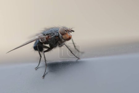 Diptera sitting on a wall during early spring in Alsace, France