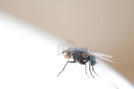 Diptera sitting on a wall during early spring in Alsace, France