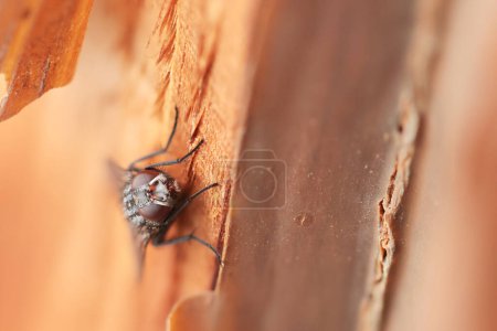 Diptera auf einer Mauer im Elsass, Frankreich