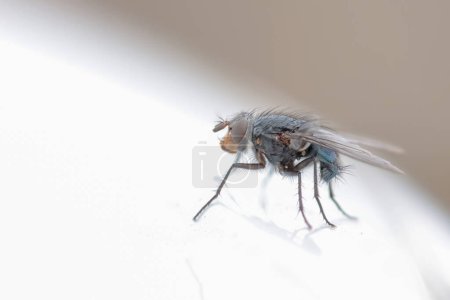 Diptera auf einer Mauer im Elsass, Frankreich