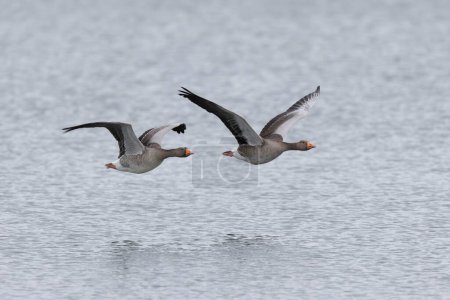Grey-lag goose Anser anser wintering on the Rhine, France