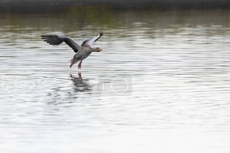 Photo for Grey-lag goose Anser anser wintering on the Rhine, France - Royalty Free Image