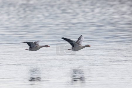 Photo for Grey-lag goose Anser anser wintering on the Rhine, France - Royalty Free Image