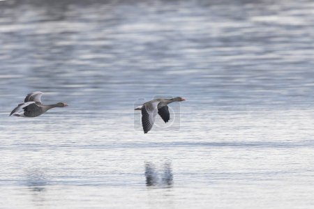 Grey-lag goose Anser anser wintering on the Rhine, France