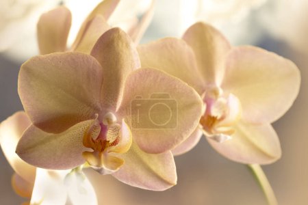 Foto de Flor de Phalaenopsis de la orquídea en vista cercana - Imagen libre de derechos