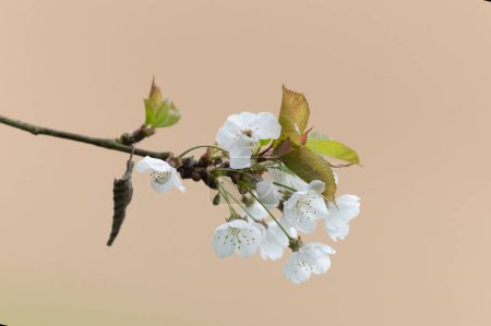 Blooming cherry in early spring