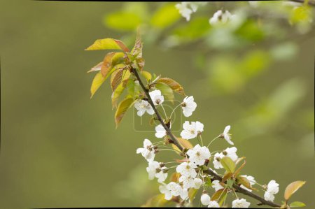 Blooming cherry in early spring