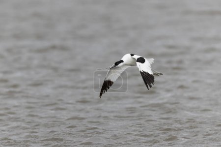 Säbelschnäbler Recurvirostra avosetta in einem Sumpfgebiet in der Bretagne