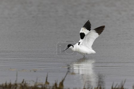 Aguacate empanado Recurvirostra avosetta en un pantano en Bretaña