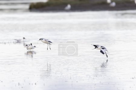 Säbelschnäbler Recurvirostra avosetta in einem Sumpfgebiet in der Bretagne