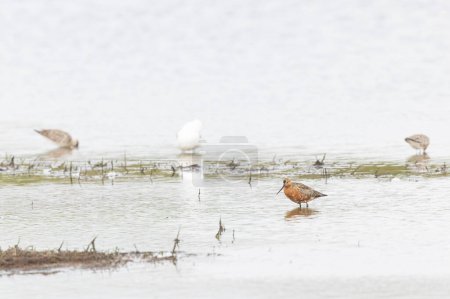 Godwit Limosa lapponica en un pantano en el norte de Bretaña