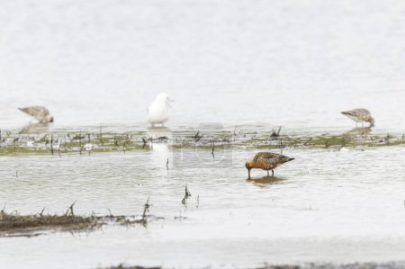 Téléchargez les photos : Godwit Limosa lapponica dans un marais du nord de la Bretagne - en image libre de droit