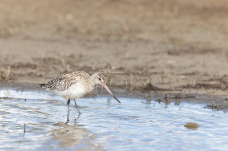 Bar-tailed Godwit Limosa lapponica in a swamp in northern Brittany