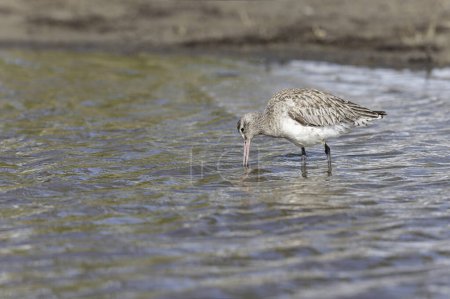 Bar-tailed Godwit Limosa lapponica in a swamp in northern Brittany