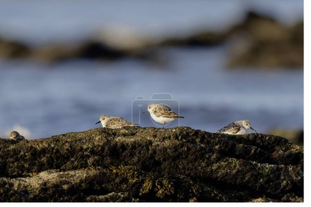 Dunlin Calidris alpina walking on a sandy beach on low tide in Brittany in France