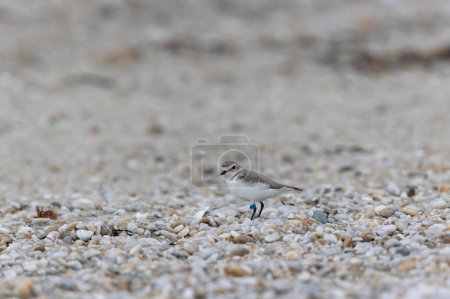 Flussregenpfeifer Anarhynchus alexandrinus an einem Strand in der Bretagne