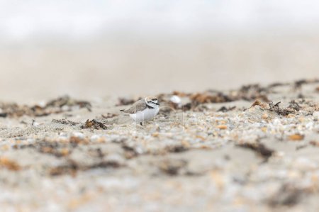 Foto de Kentish Plover Anarhynchus alexandrinus en una playa en Bretaña - Imagen libre de derechos