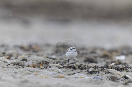 Téléchargez les photos : Pluvier kentish Anarhynchus alexandrinus sur une plage en Bretagne - en image libre de droit
