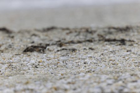 Flussregenpfeifer Anarhynchus alexandrinus an einem Strand in der Bretagne