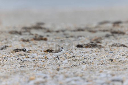 Pluvier kentish Anarhynchus alexandrinus sur une plage en Bretagne