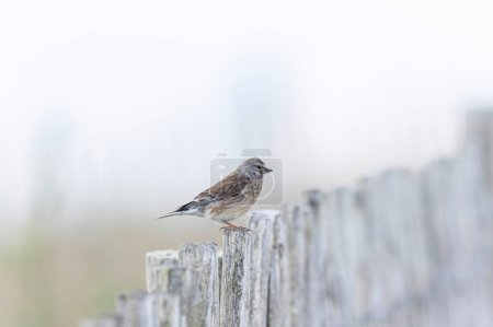 Common Linnet Linaria cannabina sitting or perching