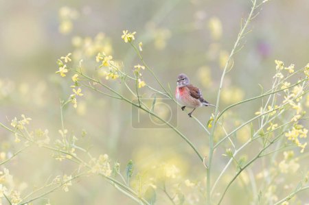 Common Linnet Linaria cannabina sitting or perching