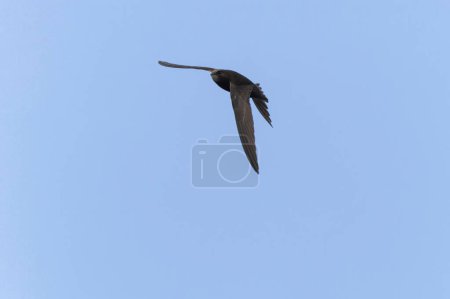 common swift Apus apus in flight 