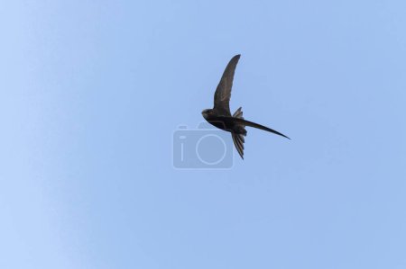 common swift Apus apus in flight 
