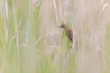 Acrocephalus schoenobaenus Sedge Warbler perching on reed and singing