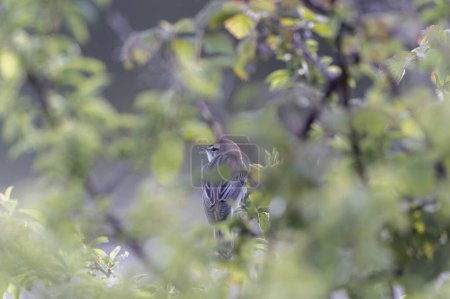 Acrocephalus schoenobaenus Sedge Warbler posado sobre la caña y cantando
