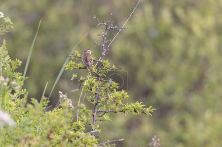 Acrocephalus schoenobaenus Sumpfrohrsänger hockt auf Schilf und singt