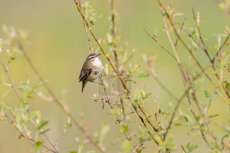 Acrocephalus schoenobaenus Sedge Warbler perching on reed and singing