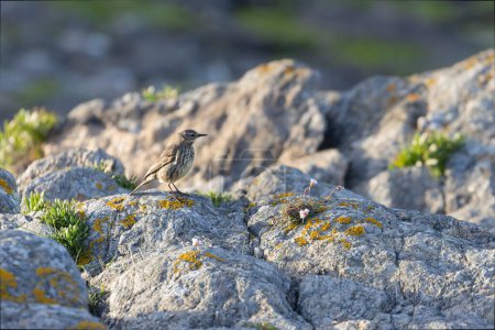 European Rock Pipit Anthus petrosus sitting and feeding on Brittany Coast