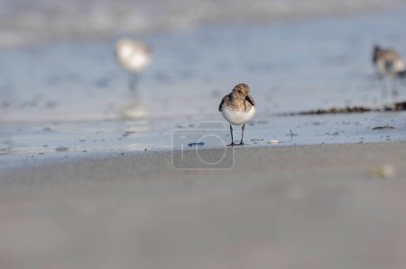 Shorebird Sanderling Calidris alba in search of food on a sandy beach in Morbihan, France