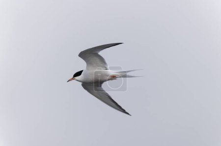 Common Tern Sterna hirundo in a typical coastal habitat